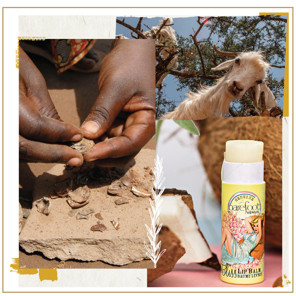 Collage of person opening nuts, goat in a tree and Barefoot Venus Coconut Kiss lip balm and a coconut background.