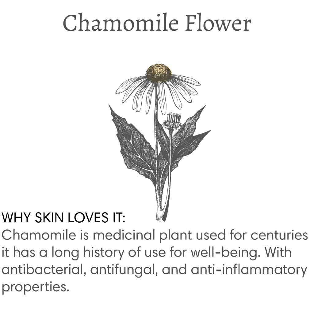 Title reads "Chamomile Flower", with image of a chamomile flower followed by text that reads "Chamomile is medicinal plant used for centuries it has a long history of use for well-being. With antibacterial, antifungal, and anti-inflammatory properties.".